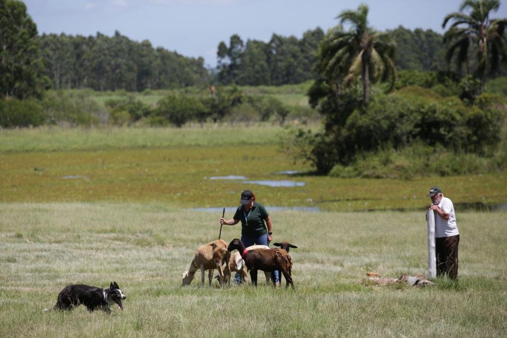 Final da raça border collie começa neste sábado