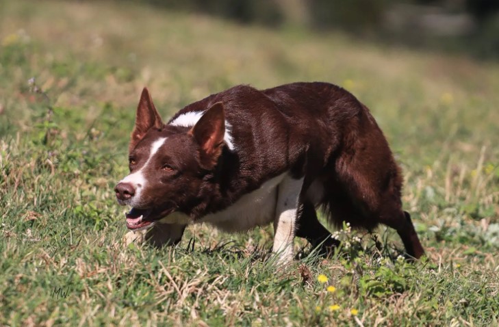 Criadores de cães Border Collie vão competir na “Copa do Mundo” da raça