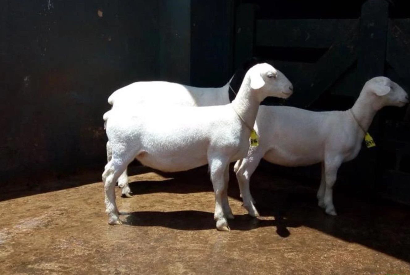 Filhotes CT Adonis Colombo