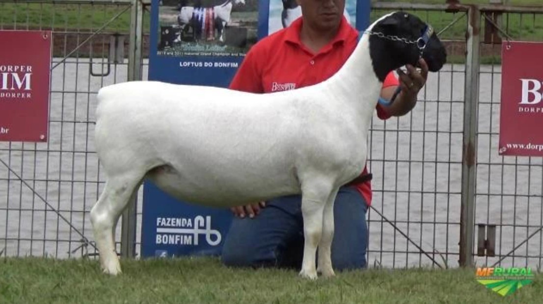 Filhotes CT Adonis Colombo